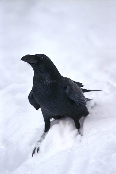 Crow, Corbeau
